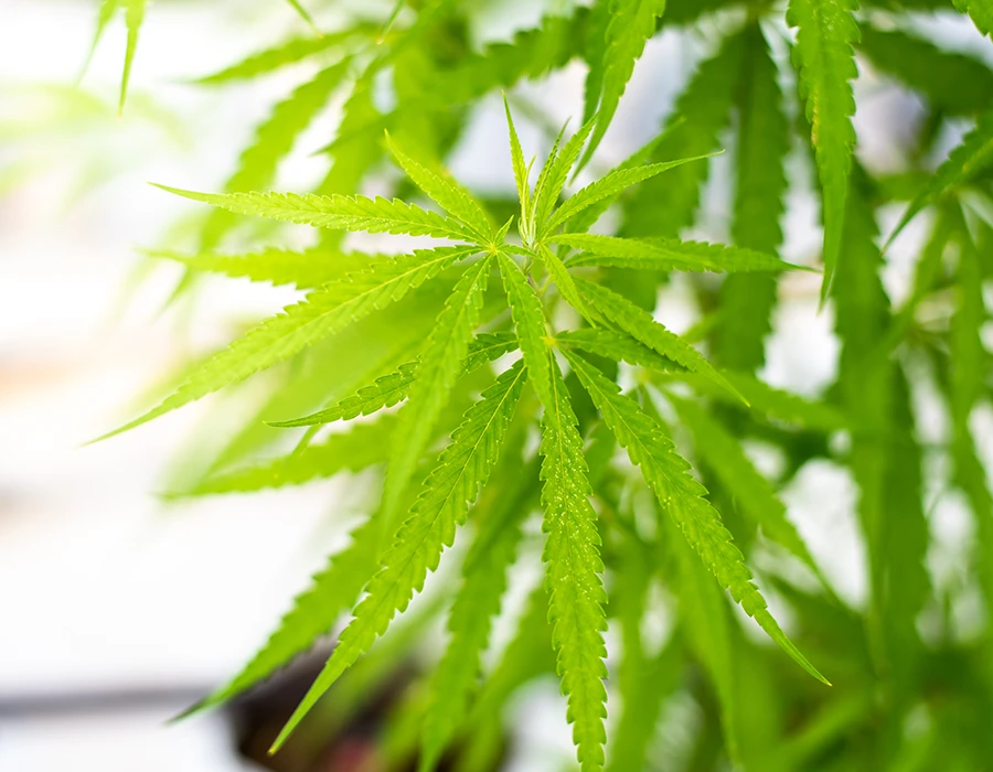 Green cannabis plant leaves in bright natural light