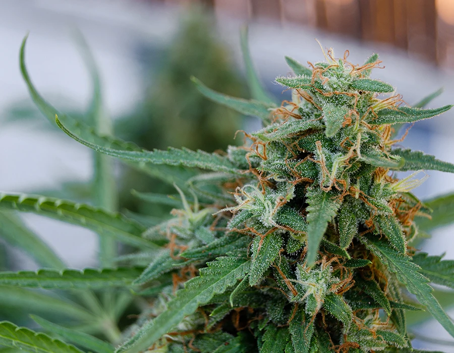 Cannabis plant illustrating weed addiction and treatment.