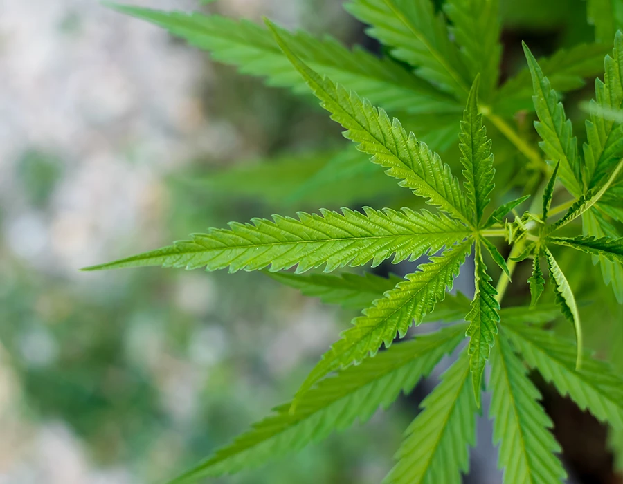 Close-up of green cannabis leaves on a cannabis plant